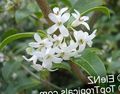 Indoor Plants Delavay Osmanthus, Delavay Tea Olive Flower shrub, Osmanthus delavayi white Photo
