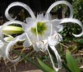 Indoor Plants Spider Lily, Ismene, Sea Daffodil Flower herbaceous plant, Hymenocallis-festalis white Photo