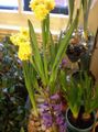 Kamerplanten Amaryllis Bloem kruidachtige plant, Hippeastrum geel foto