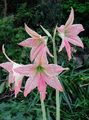 pink Herbaceous Plant Amaryllis Photo and characteristics