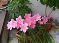 Indoor Plants Rain Lily,  Flower herbaceous plant, Zephyranthes pink Photo