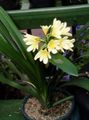 Indoor Plants Bush Lily, Boslelie Flower herbaceous plant, Clivia yellow Photo