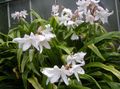 white Herbaceous Plant Crinum Photo and characteristics