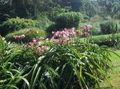 pink Herbaceous Plant Crinum Photo and characteristics