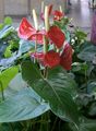 red Herbaceous Plant Flamingo Flower, Heart Flower Photo and characteristics