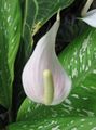 white Herbaceous Plant Flamingo Flower, Heart Flower Photo and characteristics
