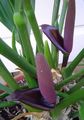 Indoor Plants Flamingo Flower, Heart Flower herbaceous plant, Anthurium purple Photo