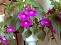 lila Opknoping Planten Magische Bloem, Noot Orchidee foto en karakteristieken