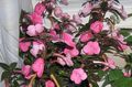 roze Opknoping Planten Magische Bloem, Noot Orchidee foto en karakteristieken