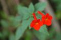 Indoor Plants Magic Flower, Nut Orchid hanging plant, Achimenes red Photo