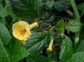 Topfpflanzen Magischen Blume, Nuss Orchidee ampelen, Achimenes gelb Foto