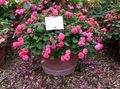  Patience Plant, Balsam, Jewel Weed, Busy Lizzie Flower, Impatiens pink Photo
