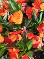  Patience Plant, Balsam, Jewel Weed, Busy Lizzie Flower, Impatiens orange Photo