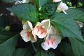  Patience Plant, Balsam, Jewel Weed, Busy Lizzie Flower, Impatiens white Photo