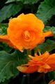 orange Herbeux Bégonia Photo et les caractéristiques