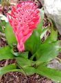 Indoor Plants Billbergia Flower herbaceous plant red Photo