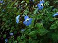 light blue Herbaceous Plant Browallia Photo and characteristics