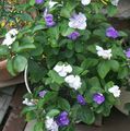 Indoor Plants Brunfelsia, Yesterday-Today-Tomorrow Flower shrub white Photo