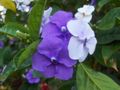 Indoor Plants Brunfelsia, Yesterday-Today-Tomorrow Flower shrub lilac Photo