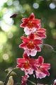Topfpflanzen Vuylstekeara-Cambria Blume grasig rot Foto