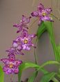Topfpflanzen Vuylstekeara-Cambria Blume grasig lila Foto