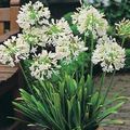 white Herbaceous Plant African blue lily Photo and characteristics