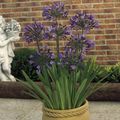purple Herbaceous Plant African blue lily Photo and characteristics