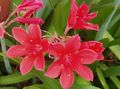 Indoor Plants Vallota Flower herbaceous plant, Vallota (Cyrtanthus) pink Photo