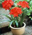 Indoor Plants Vallota Flower herbaceous plant, Vallota (Cyrtanthus) red Photo