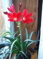 Indoor Plants Vallota Flower herbaceous plant, Vallota (Cyrtanthus) red Photo