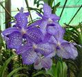 Indoor Plants Vanda Flower herbaceous plant light blue Photo