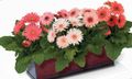 Indoor Plants Transvaal Daisy Flower herbaceous plant, Gerbera pink Photo