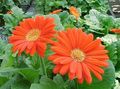 Topfpflanzen Transvaal Daisy Blume grasig, Gerbera orange Foto