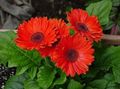 Topfpflanzen Transvaal Daisy Blume grasig, Gerbera rot Foto