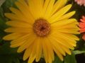 Topfpflanzen Transvaal Daisy Blume grasig, Gerbera gelb Foto