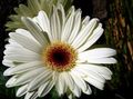 Topfpflanzen Transvaal Daisy Blume grasig, Gerbera weiß Foto