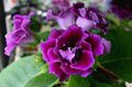 purple Herbaceous Plant Sinningia (Gloxinia) Photo and characteristics