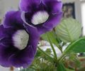 bleu Herbeux Sinningia (Gloxinia) Photo et les caractéristiques