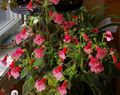red Herbaceous Plant Tree Gloxinia Photo and characteristics