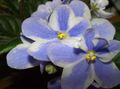 Topfpflanzen Usambaraveilchen Blume grasig, Saintpaulia hellblau Foto