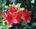 Indoor Plants Azaleas, Pinxterbloom Flower shrub, Rhododendron red Photo