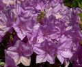 Indoor Plants Azaleas, Pinxterbloom Flower shrub, Rhododendron lilac Photo
