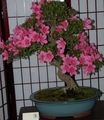 Indoor Plants Azaleas, Pinxterbloom Flower shrub, Rhododendron pink Photo