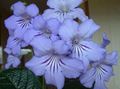 Indoor Plants Strep Flower herbaceous plant, Streptocarpus light blue Photo
