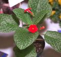 red Herbaceous Plant Episcia Photo and characteristics