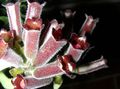 claret  Lipstick plant,  Photo and characteristics