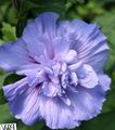 bleu ciel Des Arbustes Hibiscus Photo et les caractéristiques