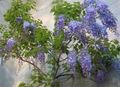 Topfpflanzen Glyzinien Blume liane, Wisteria hellblau Foto