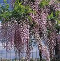 Topfpflanzen Glyzinien Blume liane, Wisteria flieder Foto