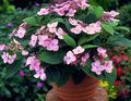 Krukväxter Hortensia, Lacecap Blomma buskar, Hydrangea hortensis rosa Fil